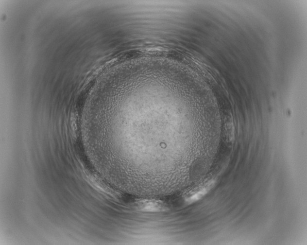 X0000086960654200704161520