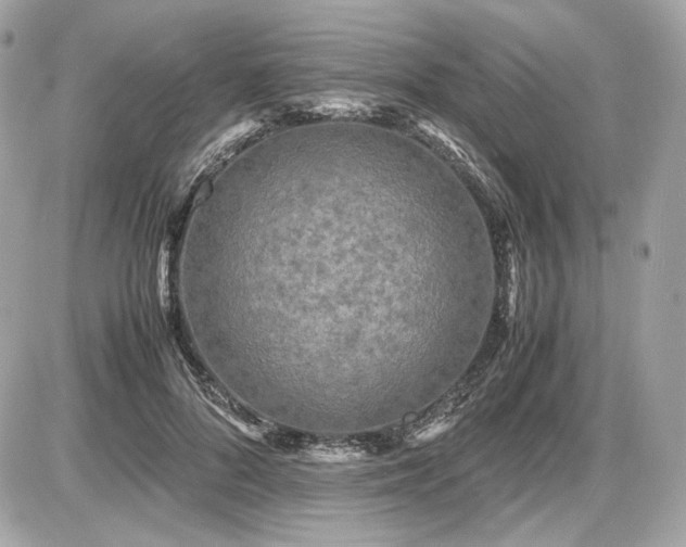 X0000086960696200704161519