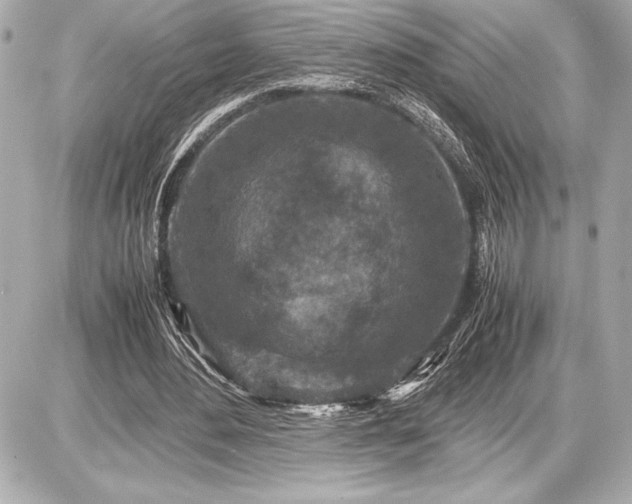 X0000086960484200704231454
