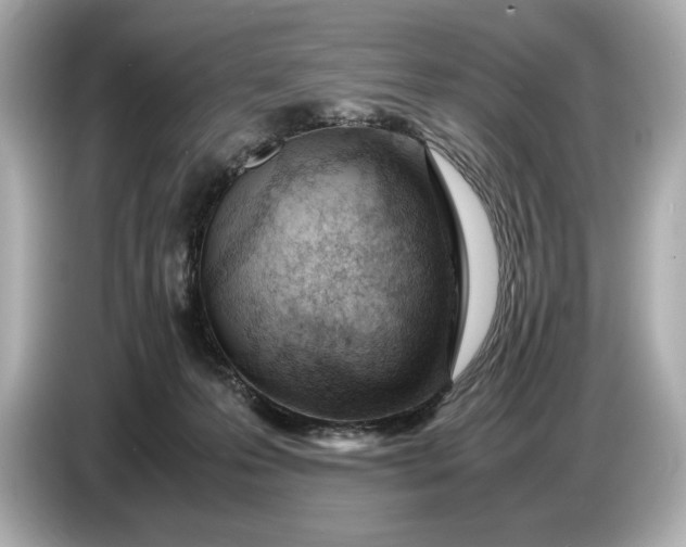 X0000086960223200704301244