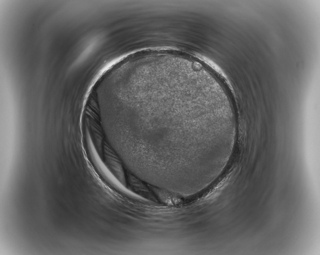 X0000086960935200704301235