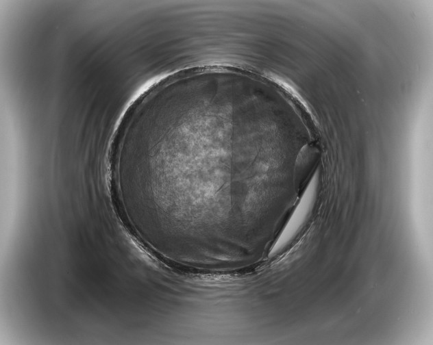 X0000086961024200704301233