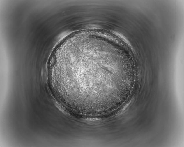 X0000086961031200704301233