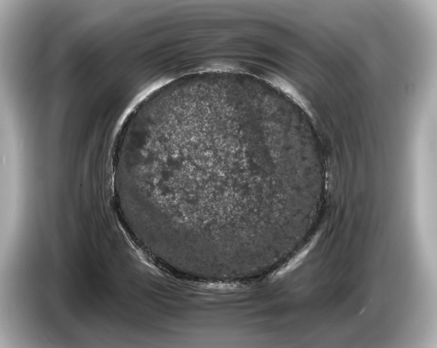 X0000086961117200704301232