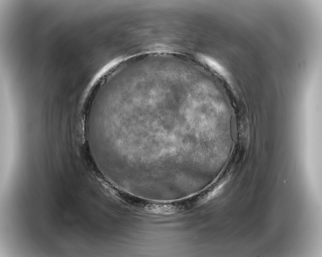 X0000086961310200704301229