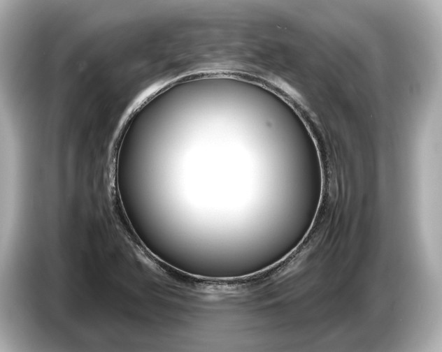 X0000086961366200704301229