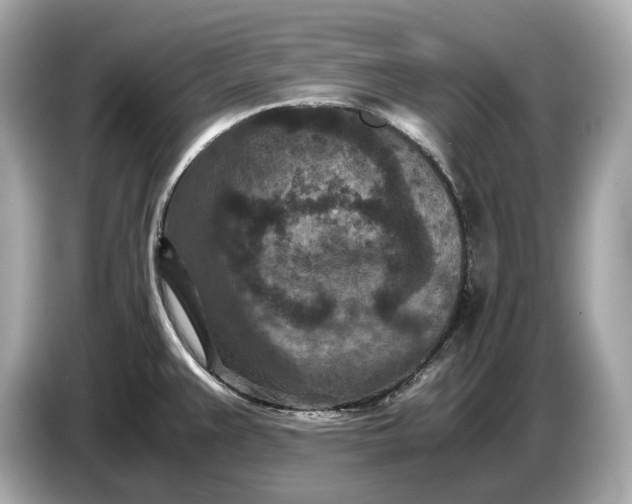 X0000086961383200704301229