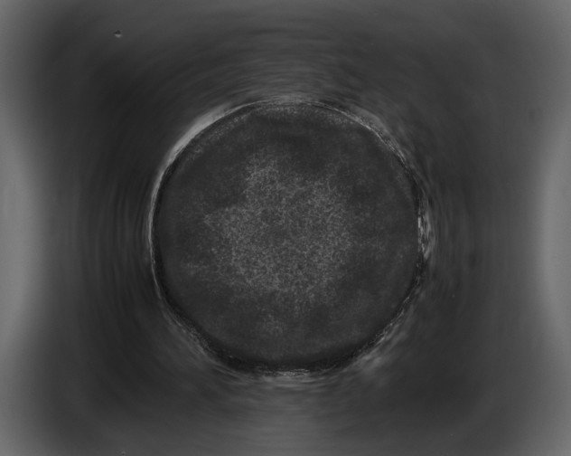 X0000086960196200705071343
