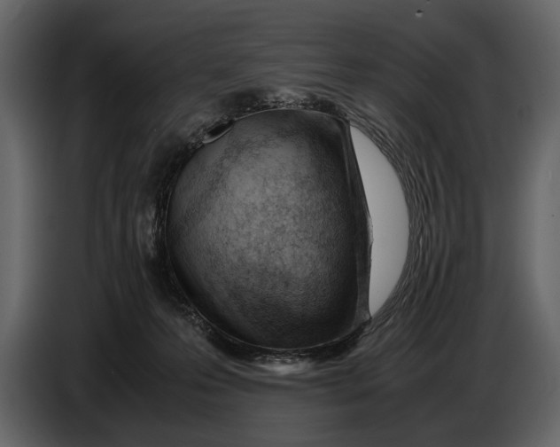 X0000086960223200705071342