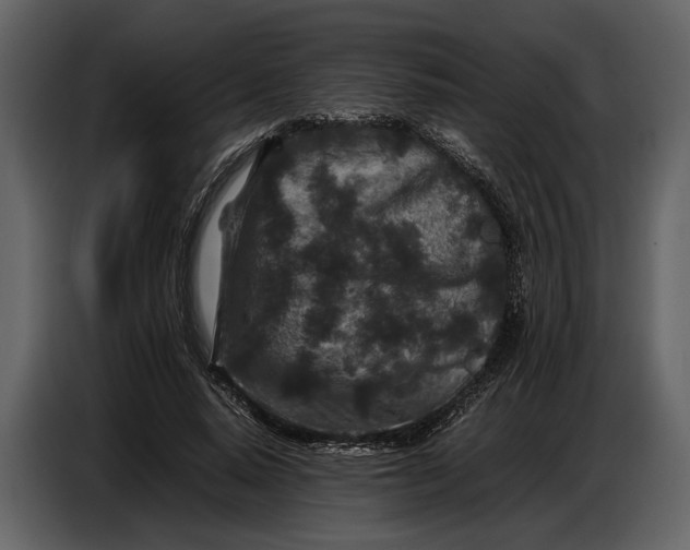 X0000086960640200705071337