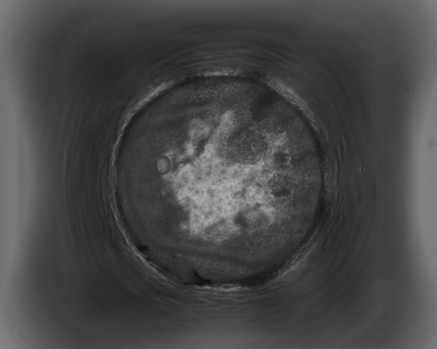 X0000086960721200705071335