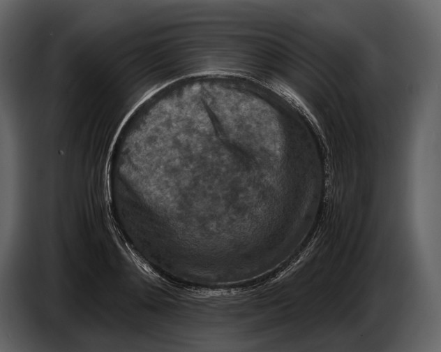 X0000086960892200705071333