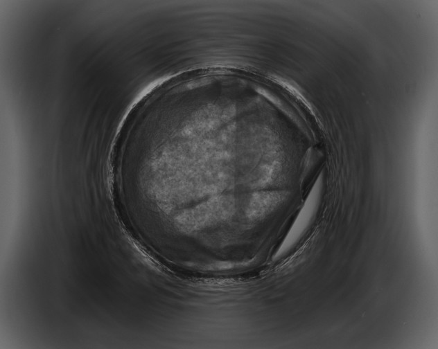 X0000086961024200705071331