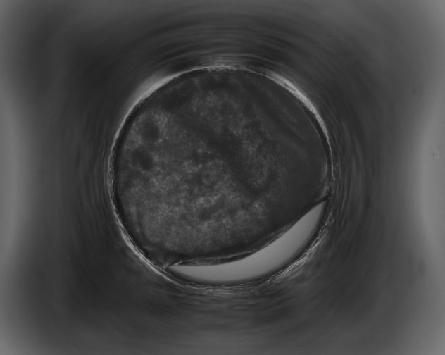 X0000086961045200705071332