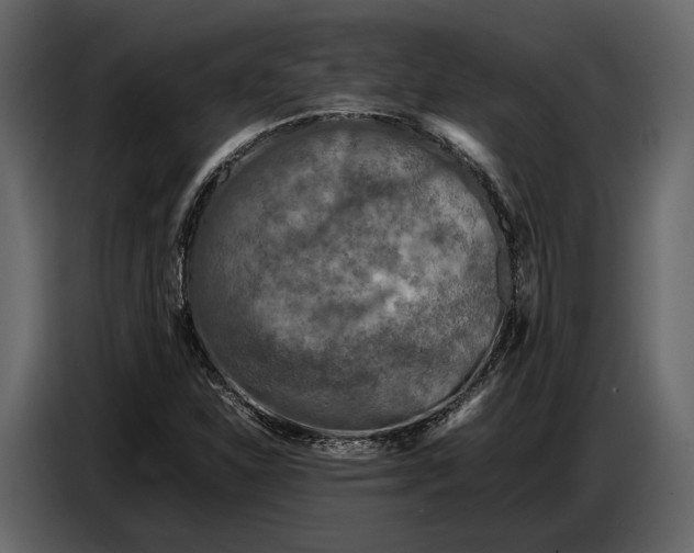 X0000086961310200705071328