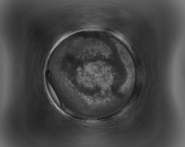 X0000086961383200705071327
