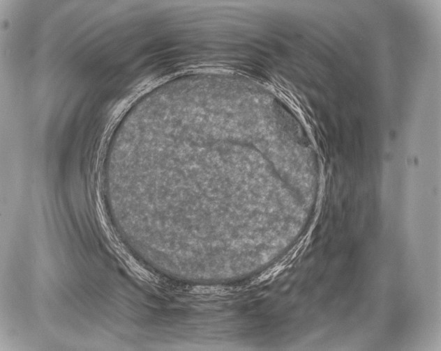 X0000086960145200705141634