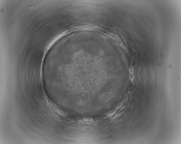 X0000086960196200705141634