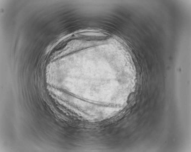 X0000086960337200705141631