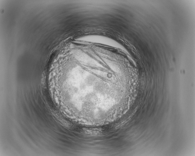 X0000086960359200705141631