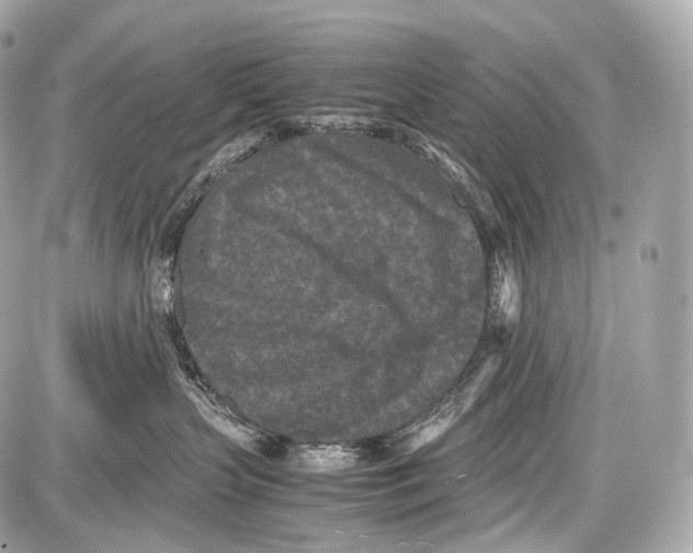 X0000086960383200705141632