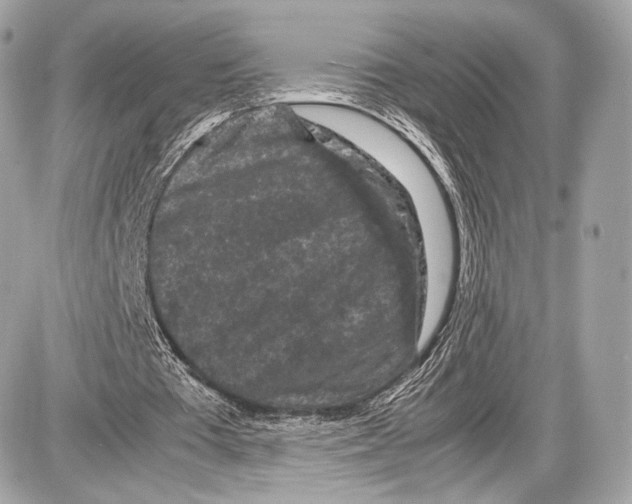 X0000086960385200705141631