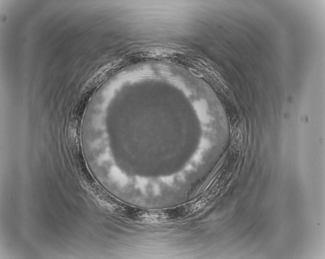 X0000086960415200705141631