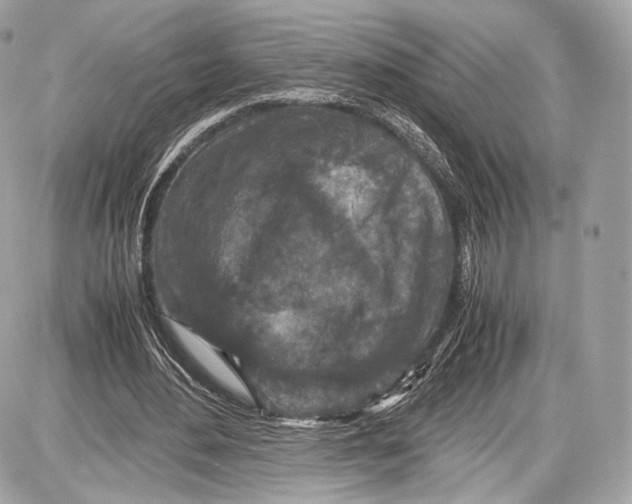 X0000086960484200705141629