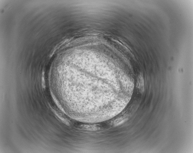 X0000086960524200705141629