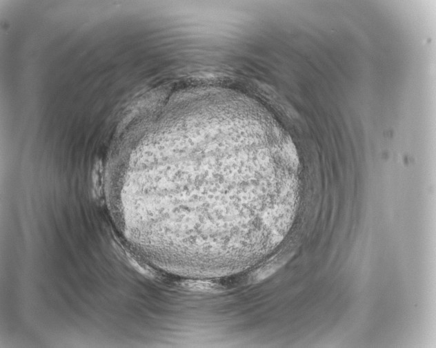 X0000086960528200705141629