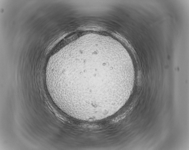 X0000086960529200705141628