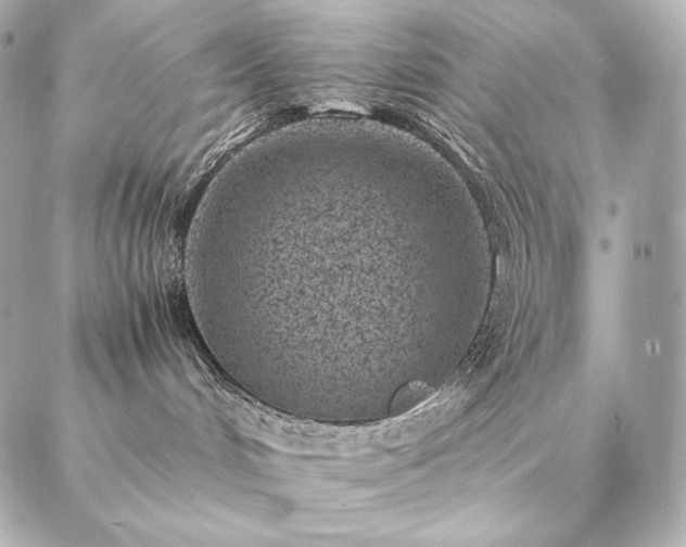 X0000086970048200704231526