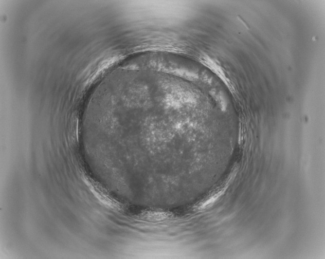 X0000086970205200704231524