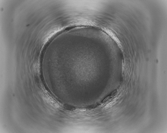 X0000086970391200704231521