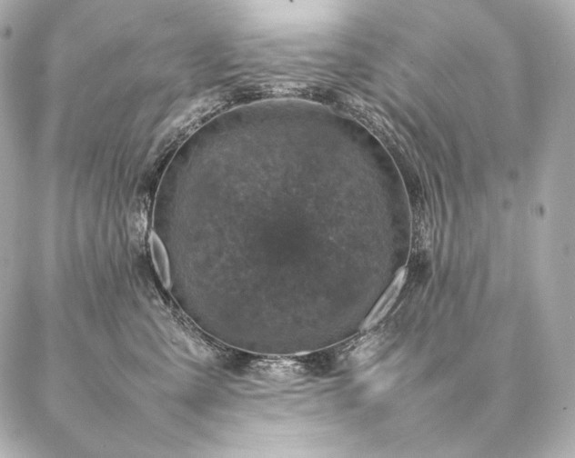 X0000086970427200704231520