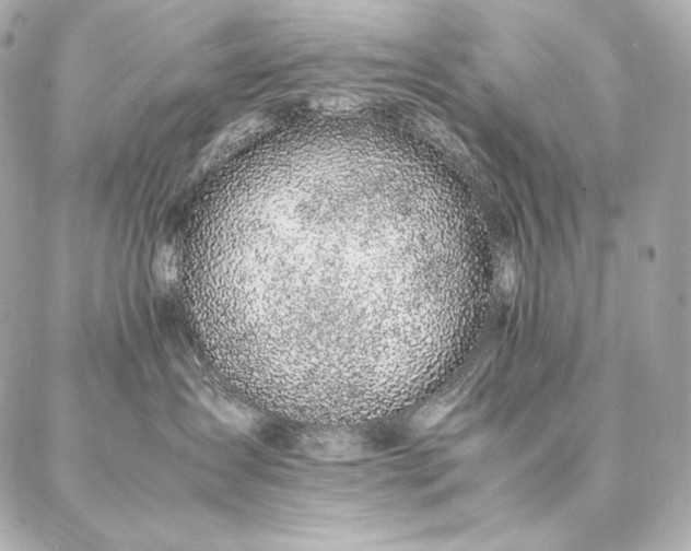 X0000086970431200704231520