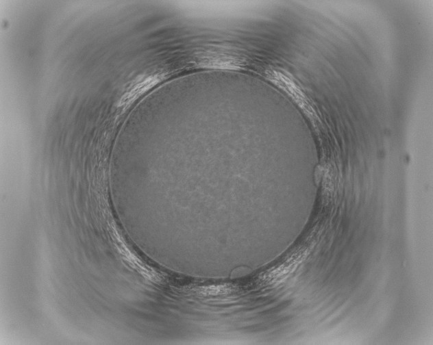 X0000086970433200704231519