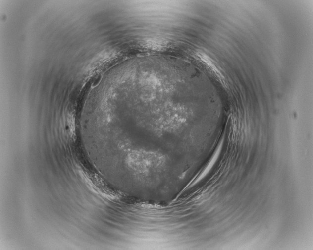 X0000086970500200704231519