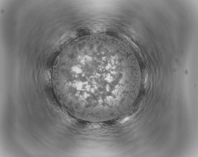 X0000086970523200704231519