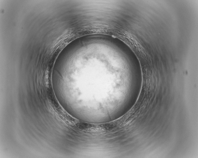 X0000086970696200704231516