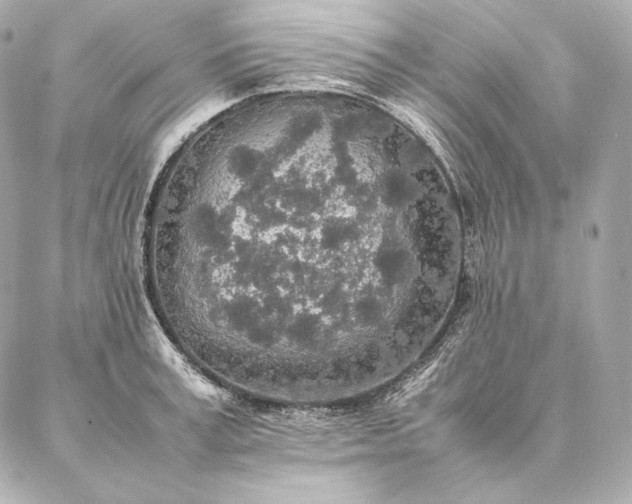 X0000086970995200704231511