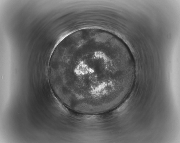 X0000086971529200704301247