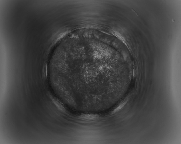 X0000086970205200705071403