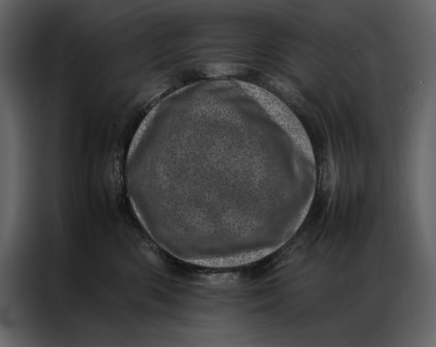 X0000086970426200705071400