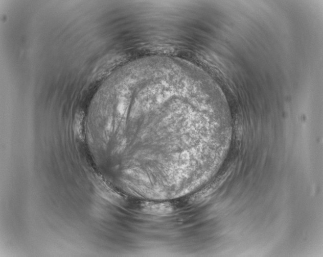 X0000086970185200705141700