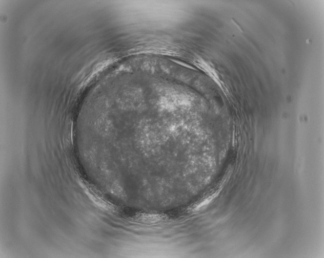 X0000086970205200705141659