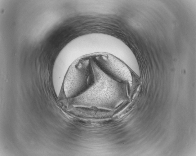 X0000086970239200705141658