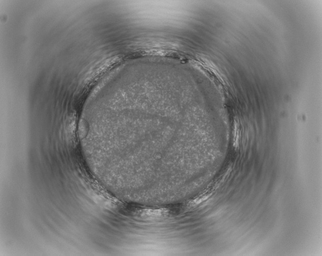 X0000086970314200705141657