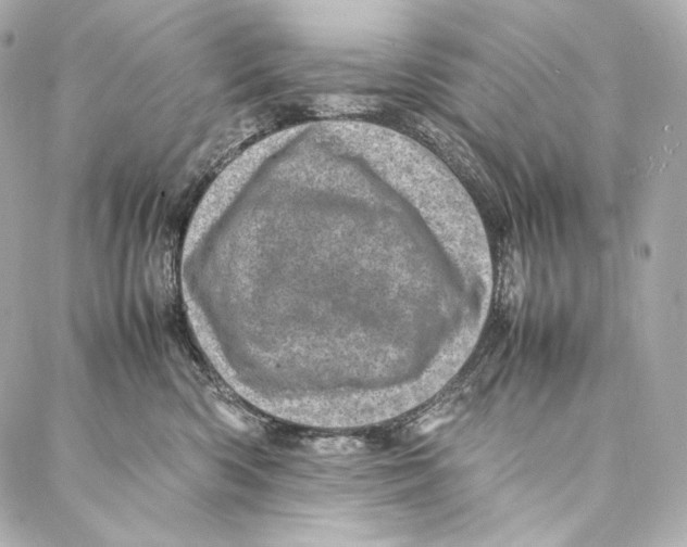 X0000086970426200705141655