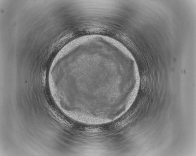 X0000086970454200705141655